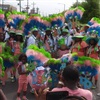 Mardi Gras feathers