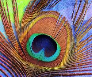 Wholesale Feathers For Sale Wholesale Feathers For Sale