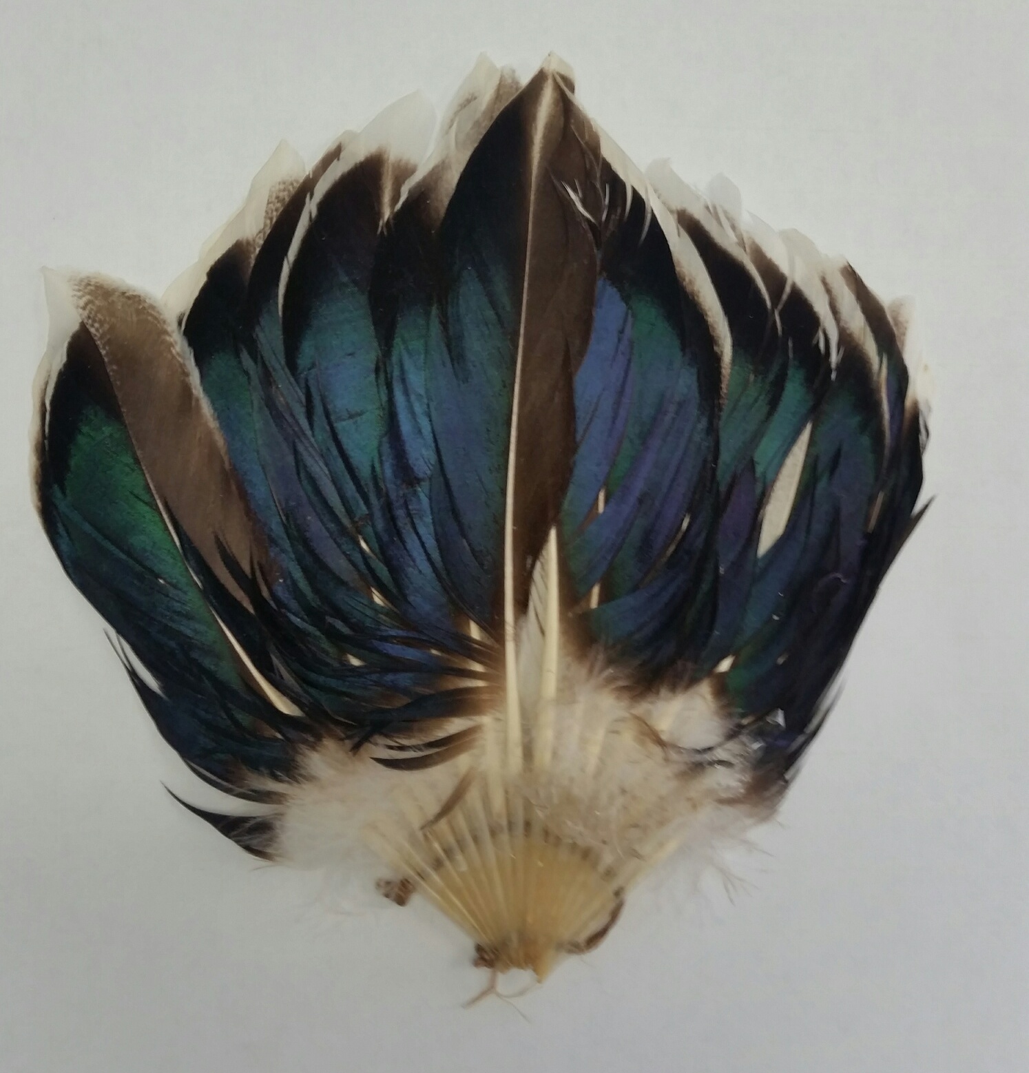 Goose Feathers