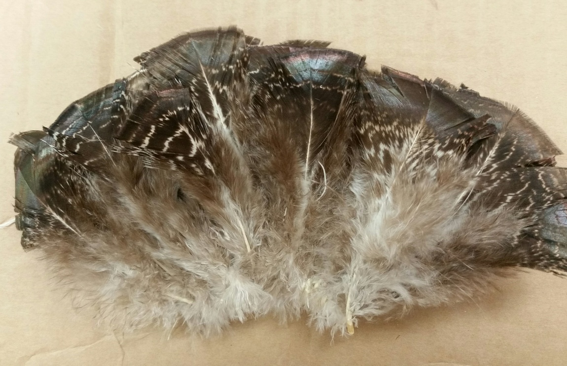 Turkey Feathers