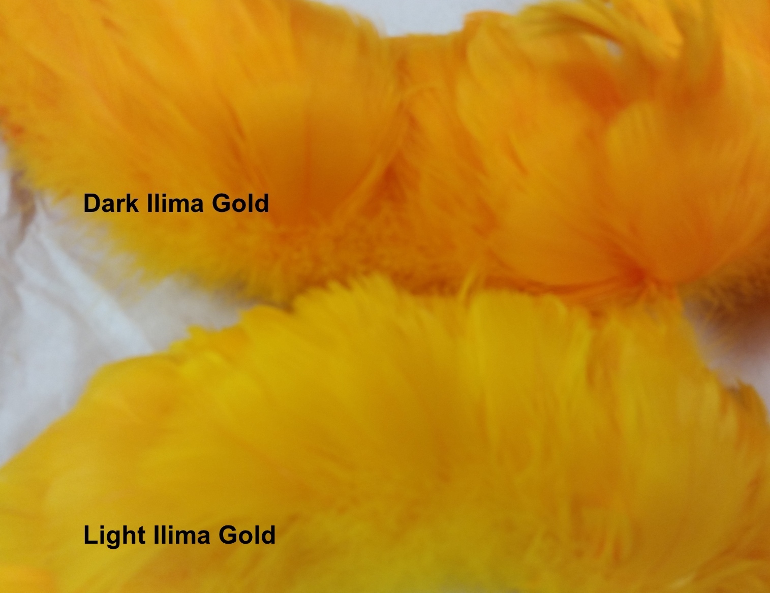 Golden Yellow Feathers, Goose Feathers