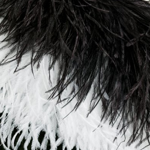 Ostrich Feathers