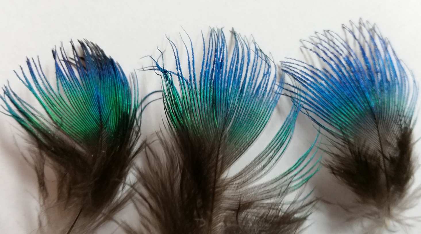 Peacock Feathers