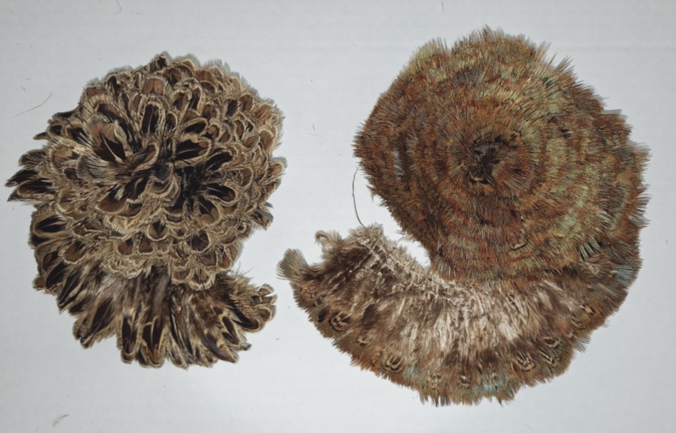 Strung Green Almond and Female Almond Pheasant Plumage Strung Green Almond and Female Almond Pheasant Plumage