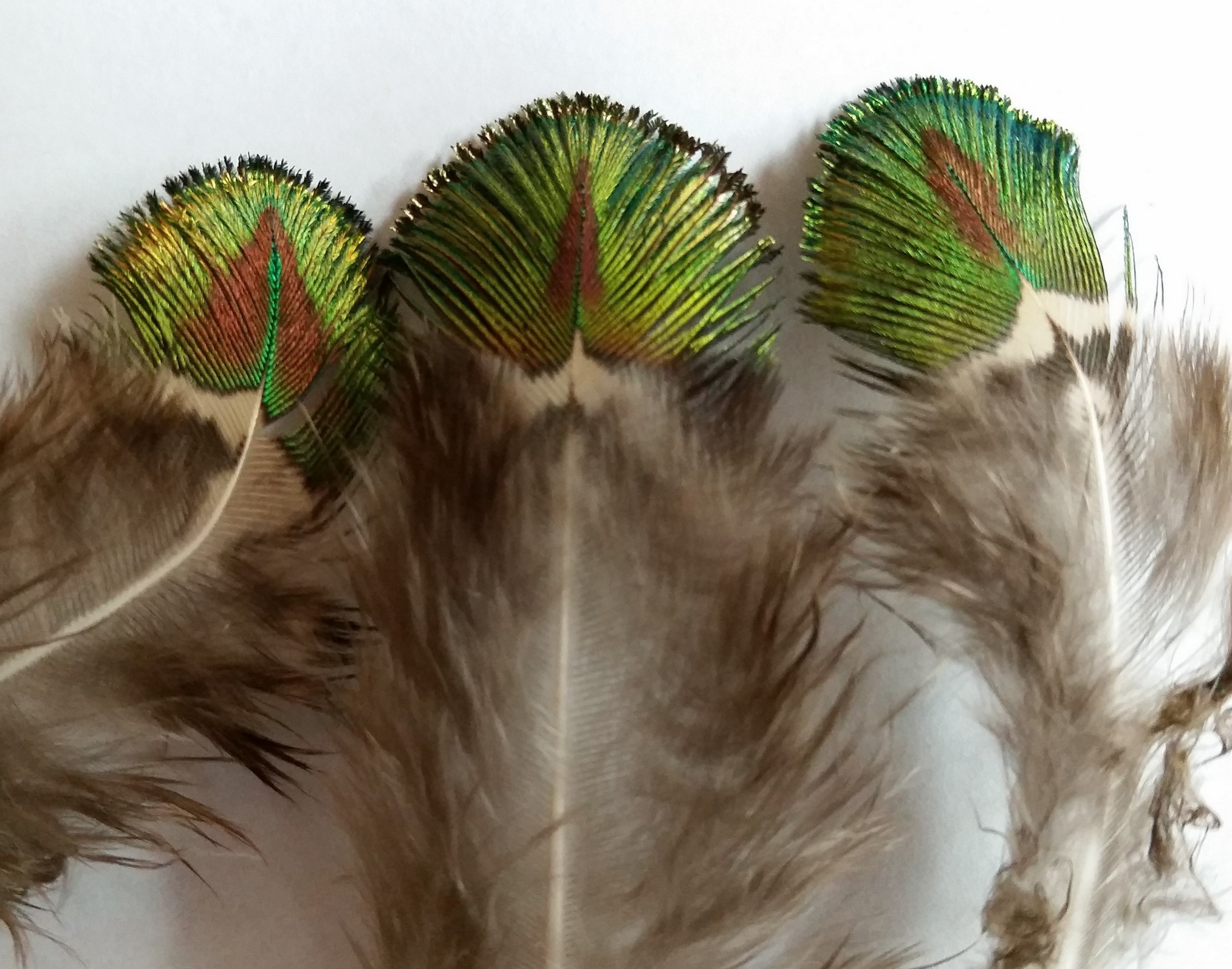Peacock Tail Feathers 