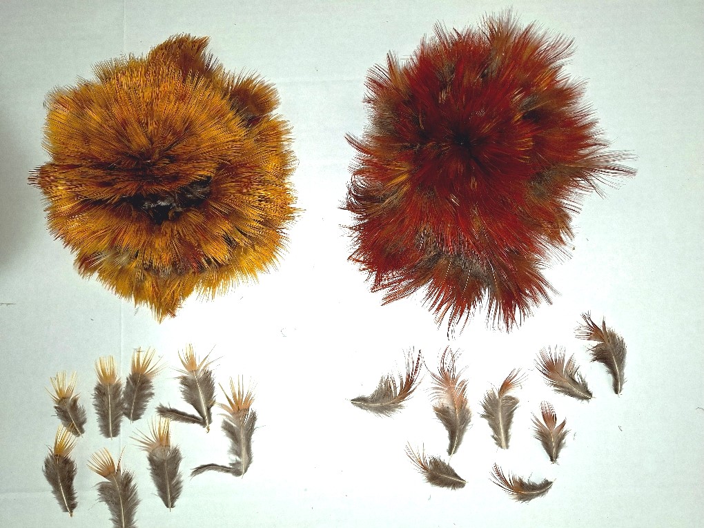 Golden Pheasant Plumage Golden Pheasant Plumage