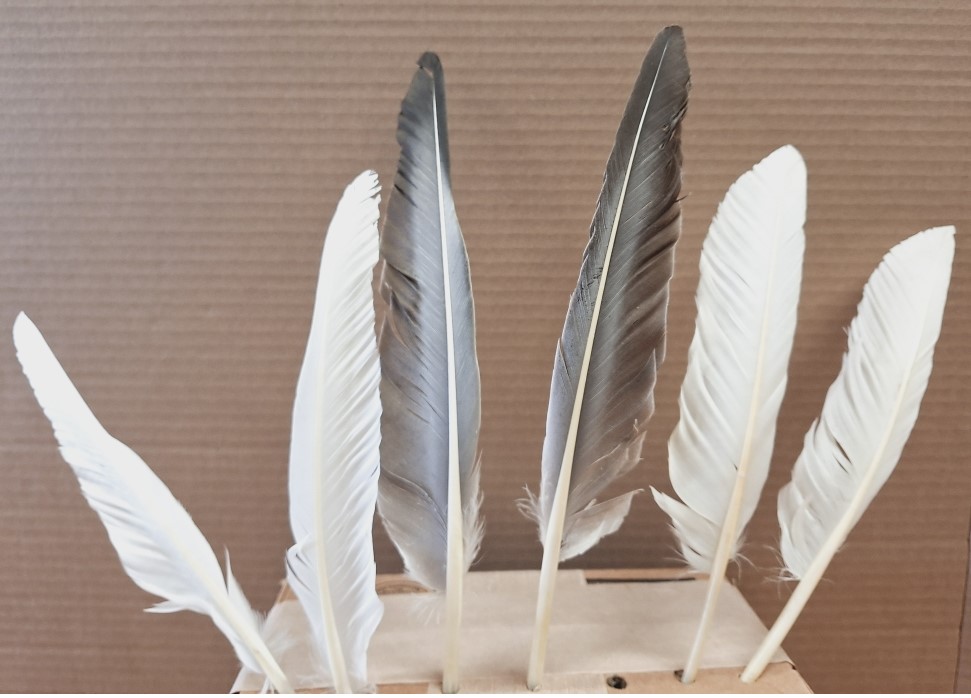 Goose Pointers and Quills Goose Pointers and Quills
