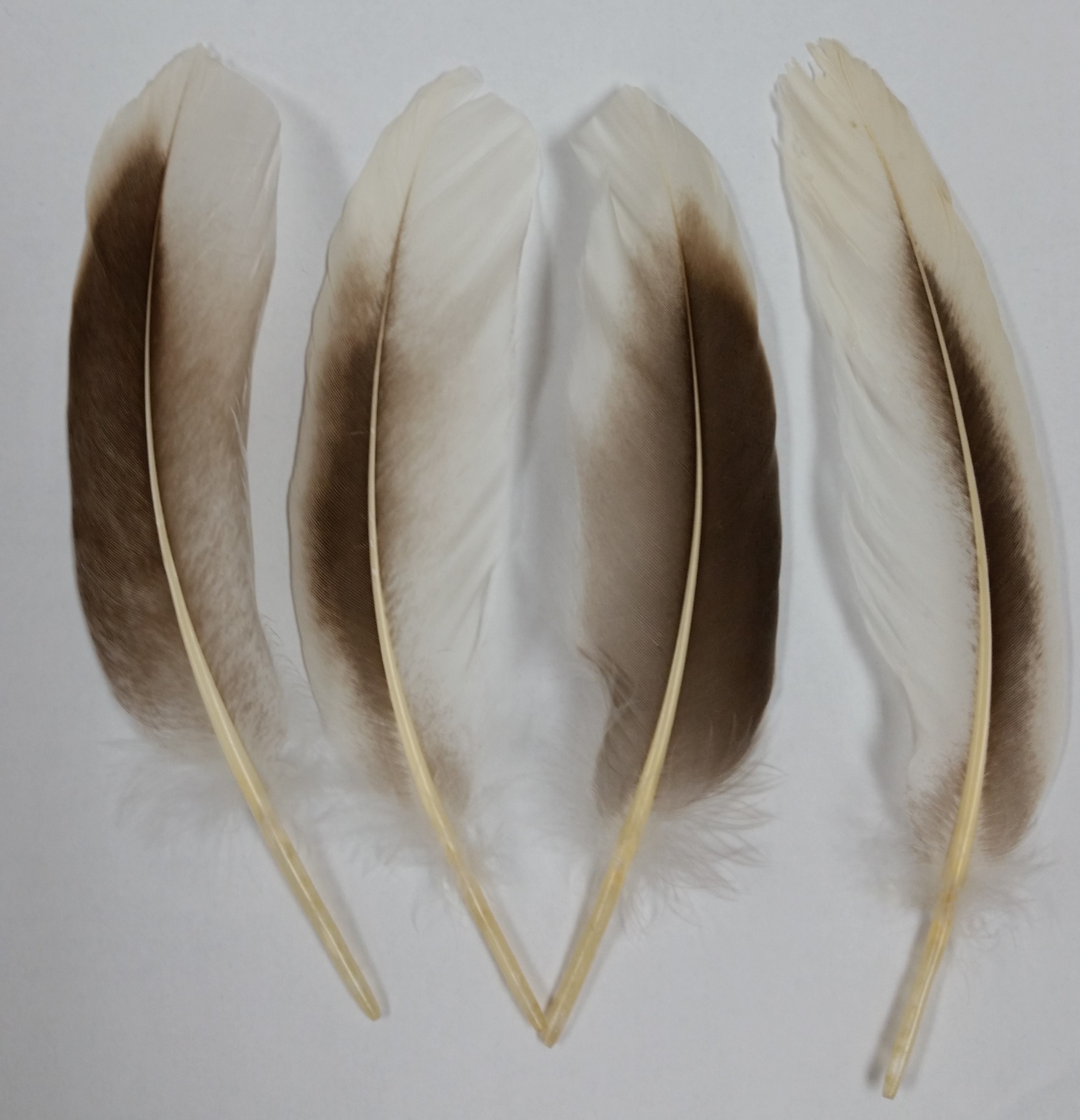 Goose Feathers 