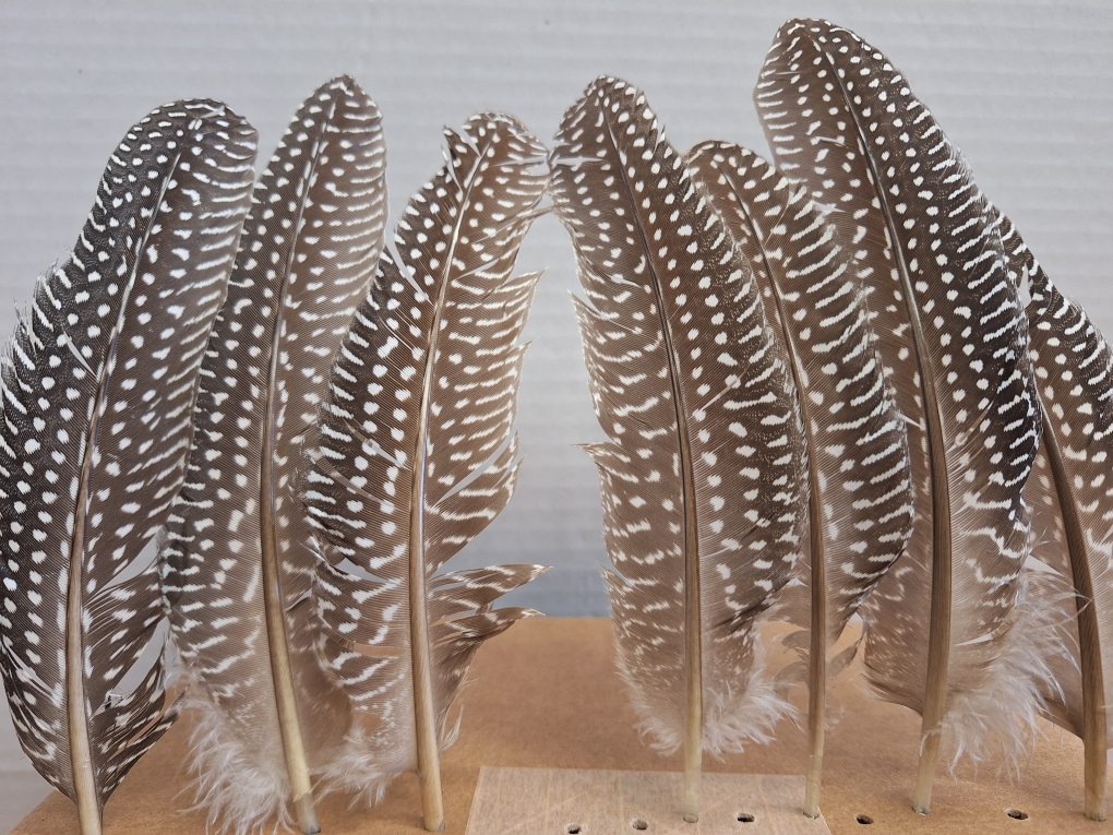 Guinea Hen Quills Guinea Hen Quills