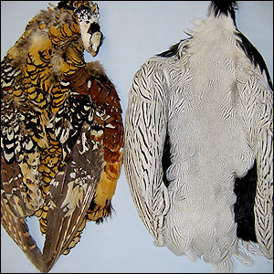 Pheasant Feathers