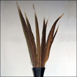 Golden pheasant tail feathers