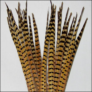 Ringneck Pheasant Tail Feathers