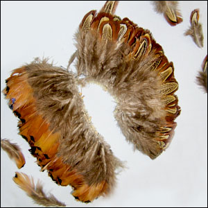 Heart and Almond Pheasant Plumage