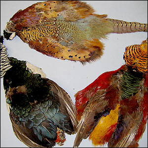 Pheasant Pelts