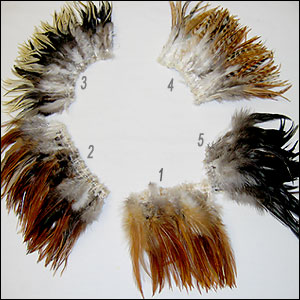 Rooster Feathers