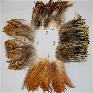 Rooster Feathers