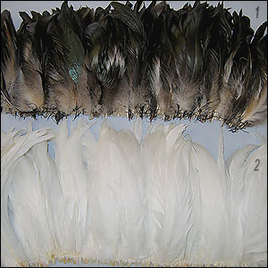 Rooster Feathers