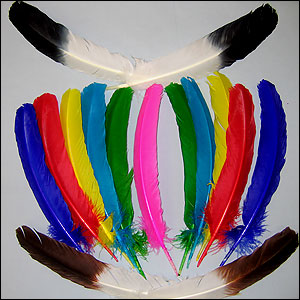Turkey Quill Feathers