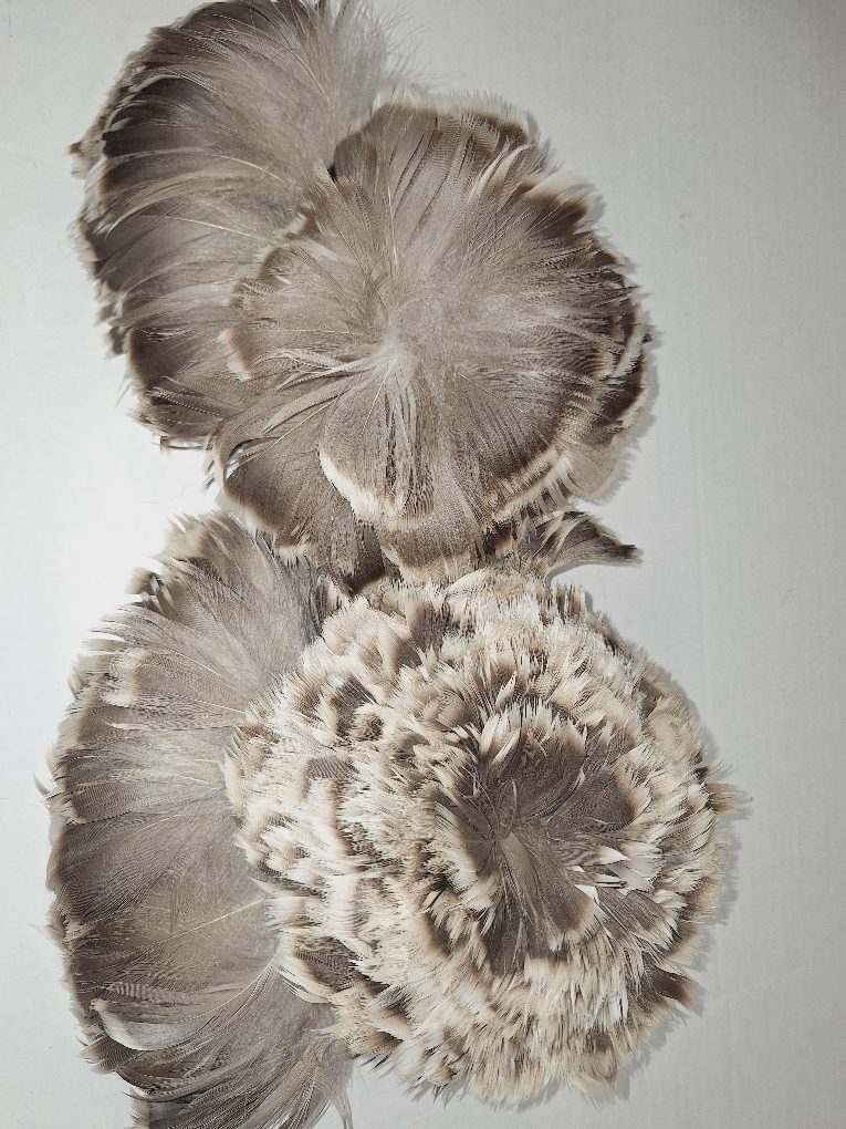 Natural Grey Coquille Natural Grey Coquille