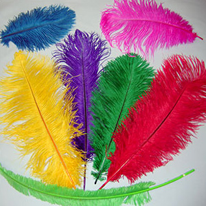 Mardi Gras Feathers