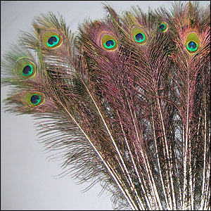 Peacock Tail Feathers with Jewel-Toned Eyespot