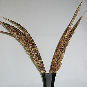 Golden Pheasant Center Tail Feathers