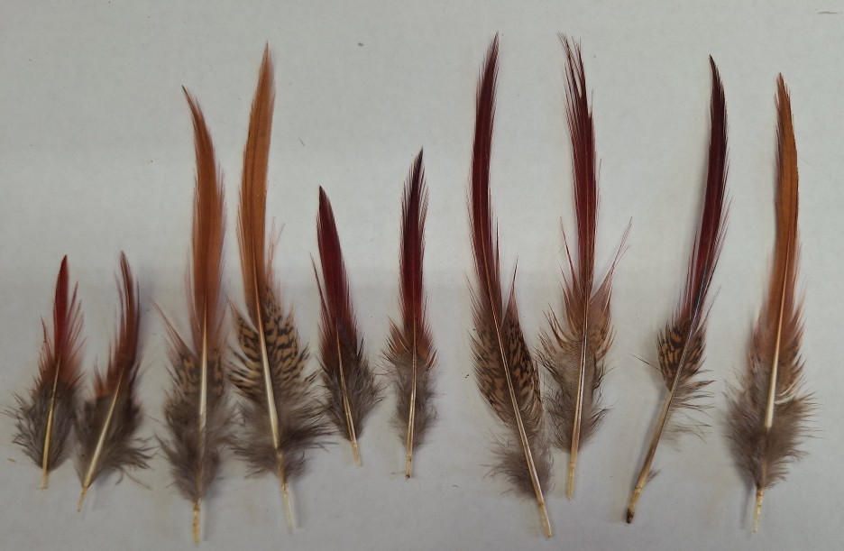 Golden Pheasant Red Top Golden Pheasant Red Top