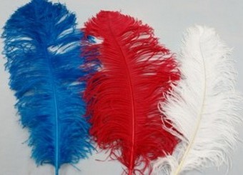 Ostrich Plumes