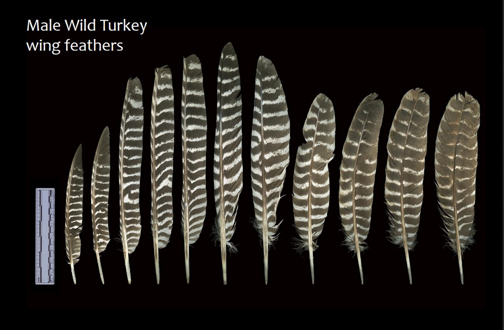 Turkey Feathers As Thanksgiving Decorations - Wing & Tail Feathers