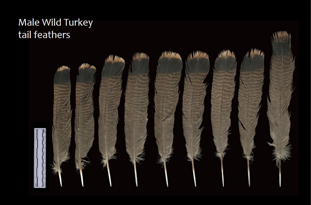 Male Wild Turkey Tail Feathers