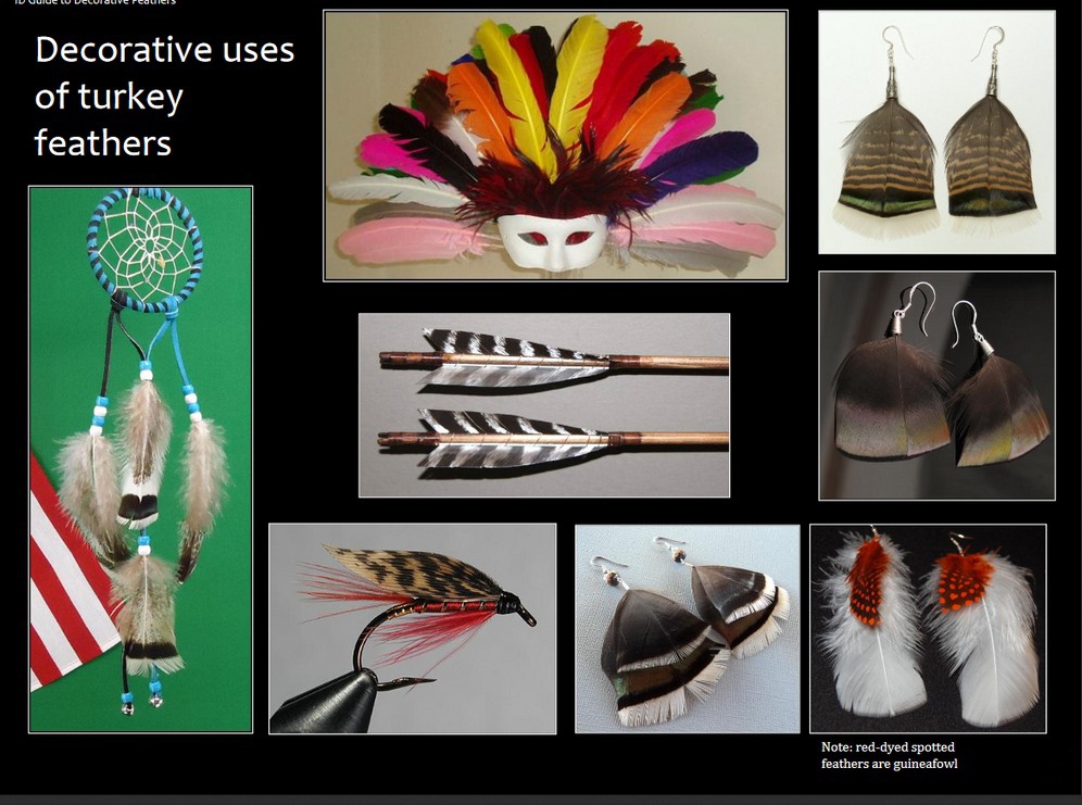 Decorative Uses for Turkey Feathers