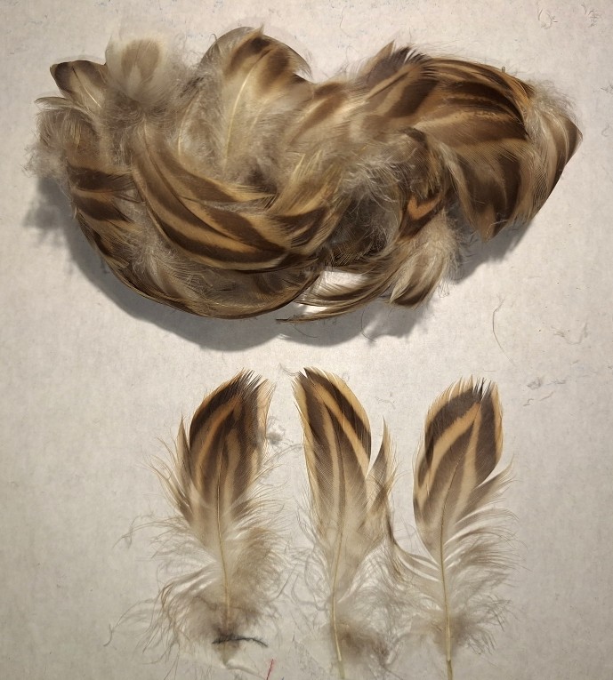Tiger Coquille (Female Mallard) Plumage Tiger Coquille (Female Mallard) Plumage